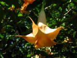 Cornucopia (Brugmansia x candida)