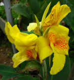 Maraca amarilla (Canna glauca)