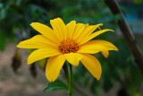 Margarita amarilla (Wedelia tribolata)