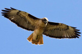 Red Tailed Hawk  10/04/2008