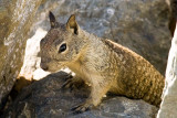 9/23/2010  Squirrel