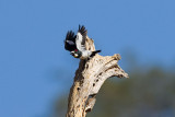 10/5/2010  Acorn Woodpecker