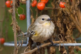 11/26/2010  Yellow-rumped Warbler
