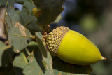 9/14/2012  Blue Oak (Quercus douglasii)