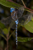 10/13/2012  Dragonfly