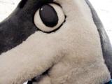 Sharkie up close