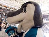 Sharkie