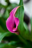 Zantedeschia aethiopica  5/21/2006