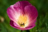 Eschscholzia californica Mixed Colors