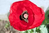 Papaver glaucium