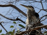 GBH on Eucalyptus Tree