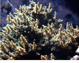 A fast growing stony coral