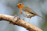Robin. Barnwell Country Park, Oundle. UK.