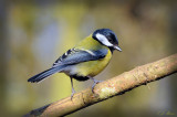 Great Tit. Barnwell Country Park, Oundle. UK