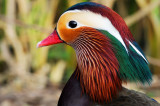 Mandarin Duck, Pensthorpe. Norfolk. UK