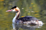 Great Crested Grebe. Barnwell. Oundle. UK