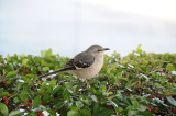 Mockingbird. Orlando. Florida. USA