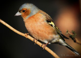 Chaffinch. Barnwell Country Park. Oundle UK