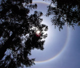 Sun dog .jpg