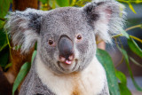 Rude Koala _MG_5615.jpg
