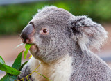 Rare environmentally conscious vampire Koala Bear_MG_5651.jpg