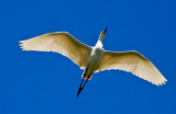 snowy egret flying _MG_8739.jpg