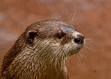 Clawless Otter San Diego Zoo _MG_5493.jpg