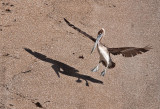 Beach landing _MG_1042.jpg