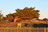 Sunset tree _MG_4346.jpg