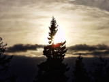 ex sunrise tree cloud.jpg