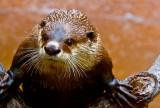 Clawless river otter San Diego Zoo  _MG_5483.jpg