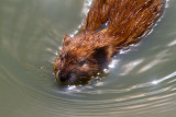 Muskrat _MG_7267.jpg