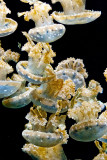 Monterey Bay Aquarium Jellyfish _MG_9827.jpg