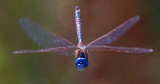 Dragonfly in flight  _MG_6970.jpg
