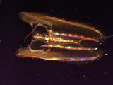 Glowing neon comb jellyfish.jpg