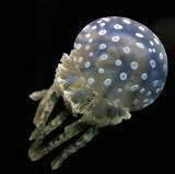ex blue spotted jellyfish.jpg