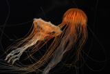 ex brown stripe jellyfish 1.jpg
