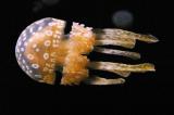 Spotted Australian Jellyfish .jpg