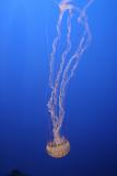 ex upside down jellyfish long tentecles.jpg
