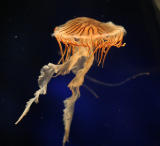 ex orangish jellyfish.jpg