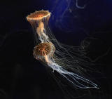 ex orange jellyfish 2.jpg
