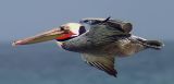 2 pelican.jpg