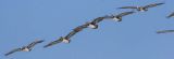 3 overlapping wing line of pelicans flying mod.jpg
