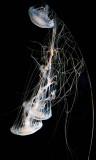 Graceful _MG_1528.jpg