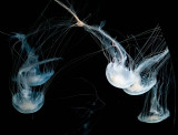 Collisions_MG_1511.jpg