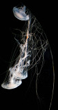 Tangled _MG_1528.jpg