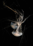 srgb two tangled white jellyfish step 1_MG_2143.jpg