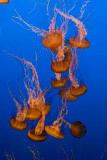srgb mass of orange jellyfish_MG_1847.jpg