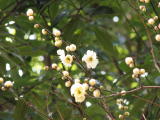 a flower kindergarten