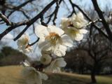 White plum flowers